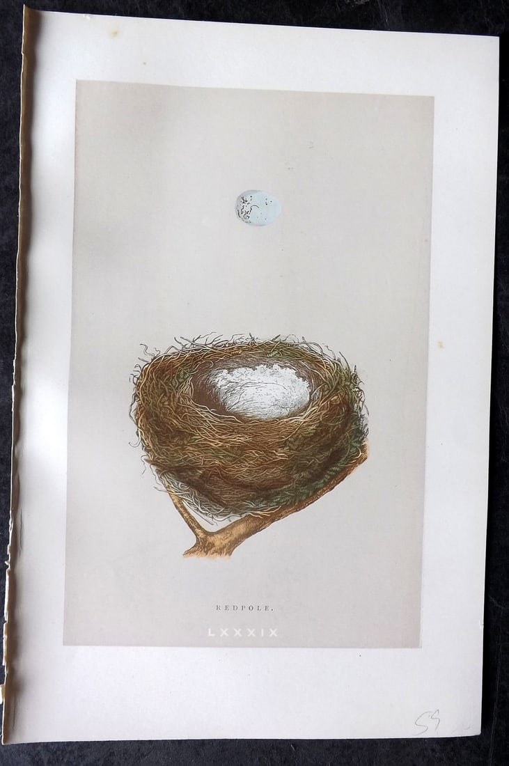 Morris, Francis 1892 Antique Bird Nest & Egg Print. Redpole 89: Woodblock Published 1892, London for "A Natural History of the Nests and Eggs of British Birds" By the Rev. Francis Orpen Morris, printed Benjamin Fawcett. Paper Size: 10 x 7 nch (26 x 18cm) Good Cond