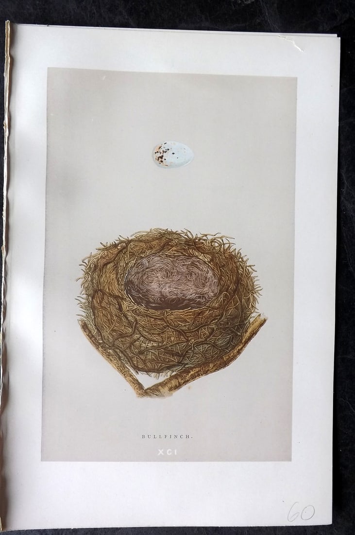 Morris, Francis 1892 Antique Bird Nest & Egg Print. Bullfinch 91: Woodblock Published 1892, London for "A Natural History of the Nests and Eggs of British Birds" By the Rev. Francis Orpen Morris, printed Benjamin Fawcett. Paper Size: 10 x 7 nch (26 x 18cm) Good Cond