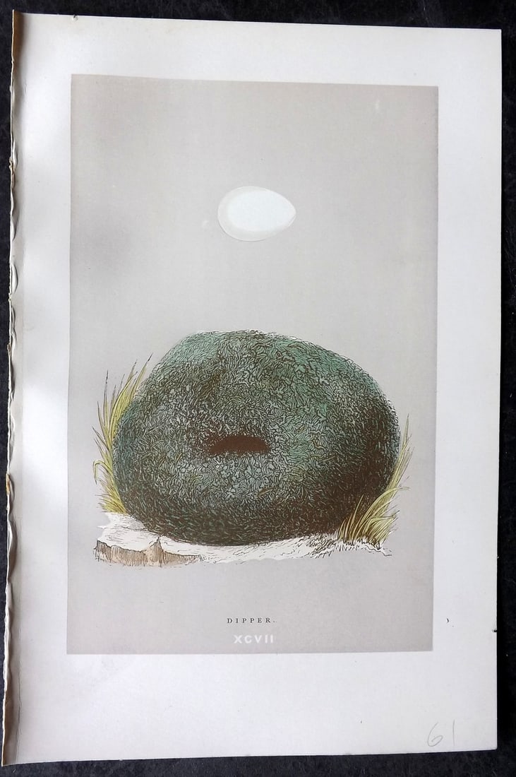 Morris, Francis 1892 Antique Bird Nest & Egg Print. Dipper 97: Woodblock Published 1892, London for "A Natural History of the Nests and Eggs of British Birds" By the Rev. Francis Orpen Morris, printed Benjamin Fawcett. Paper Size: 10 x 7 nch (26 x 18cm) Good Cond