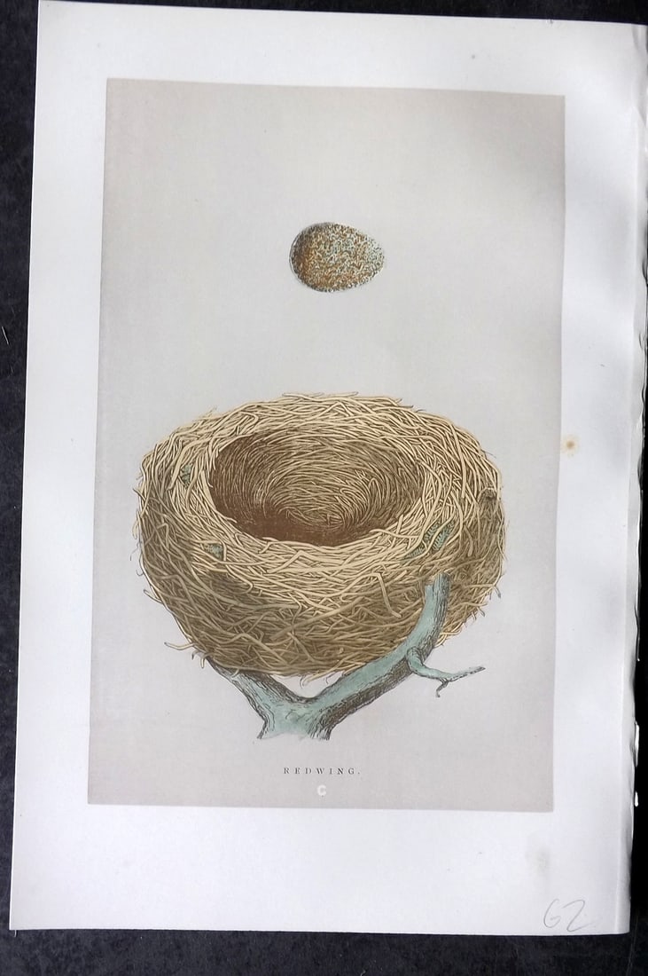 Morris, Francis 1892 Antique Bird Nest & Egg Print. Redwing 100: Woodblock Published 1892, London for "A Natural History of the Nests and Eggs of British Birds" By the Rev. Francis Orpen Morris, printed Benjamin Fawcett. Paper Size: 10 x 7 nch (26 x 18cm) Good Cond