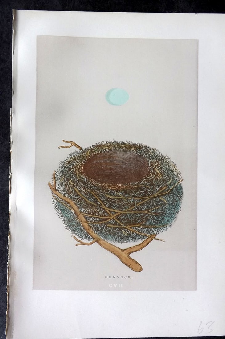 Morris, Francis 1892 Antique Bird Nest & Egg Print. Dunnock 107: Woodblock Published 1892, London for "A Natural History of the Nests and Eggs of British Birds" By the Rev. Francis Orpen Morris, printed Benjamin Fawcett. Paper Size: 10 x 7 nch (26 x 18cm) Good Cond