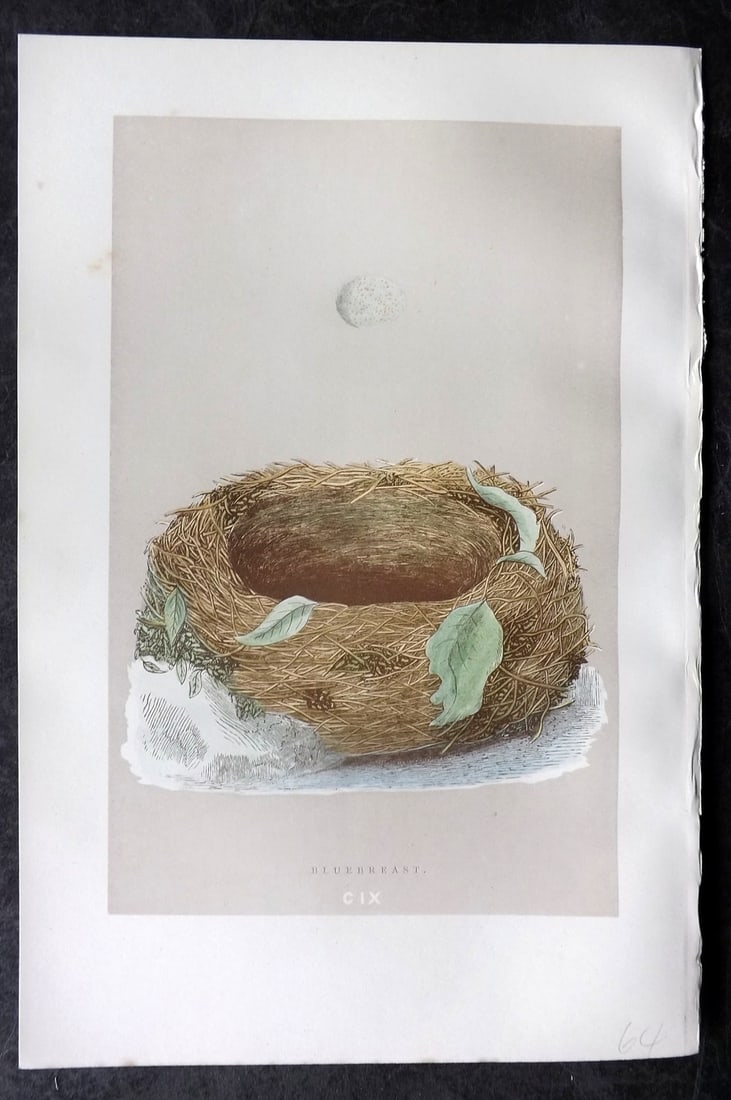 Morris, Francis 1892 Antique Bird Nest & Egg Print. Bluebreast 109: Woodblock Published 1892, London for "A Natural History of the Nests and Eggs of British Birds" By the Rev. Francis Orpen Morris, printed Benjamin Fawcett. Paper Size: 10 x 7 nch (26 x 18cm) Good Cond