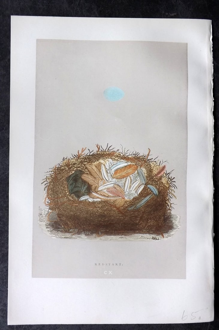 Morris, Francis 1892 Antique Bird Nest & Egg Print. Redstart 110: Woodblock Published 1892, London for "A Natural History of the Nests and Eggs of British Birds" By the Rev. Francis Orpen Morris, printed Benjamin Fawcett. Paper Size: 10 x 7 nch (26 x 18cm) Good Cond