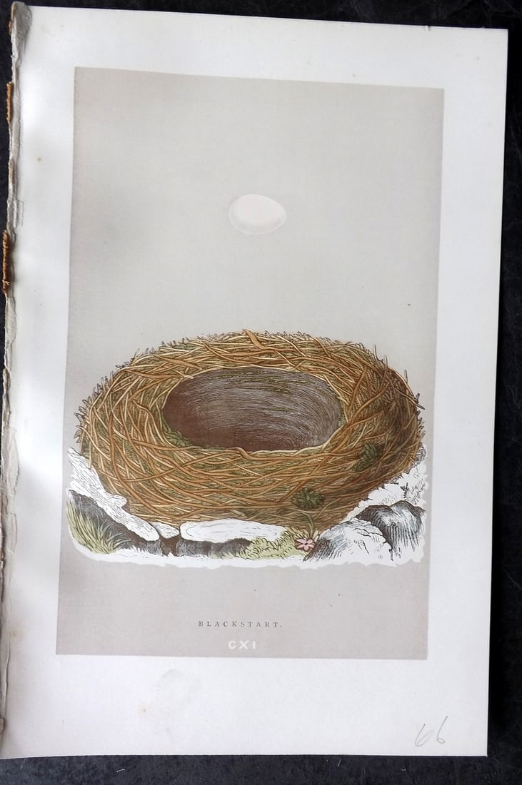 Morris, Francis 1892 Antique Bird Nest & Egg Print. Blackstart 111: Woodblock Published 1892, London for "A Natural History of the Nests and Eggs of British Birds" By the Rev. Francis Orpen Morris, printed Benjamin Fawcett. Paper Size: 10 x 7 nch (26 x 18cm) Good Cond
