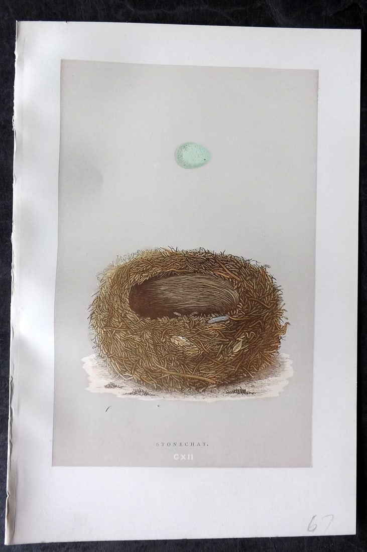 Morris, Francis 1892 Antique Bird Nest & Egg Print. Stonechat 112: Woodblock Published 1892, London for "A Natural History of the Nests and Eggs of British Birds" By the Rev. Francis Orpen Morris, printed Benjamin Fawcett. Paper Size: 10 x 7 nch (26 x 18cm) Good Cond