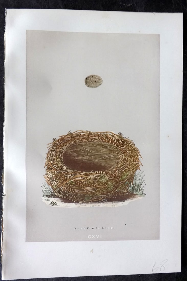 Morris, Francis 1892 Antique Bird Nest & Egg Print. Sedge Warbler 116: Woodblock Published 1892, London for "A Natural History of the Nests and Eggs of British Birds" By the Rev. Francis Orpen Morris, printed Benjamin Fawcett. Paper Size: 10 x 7 nch (26 x 18cm) Good Cond