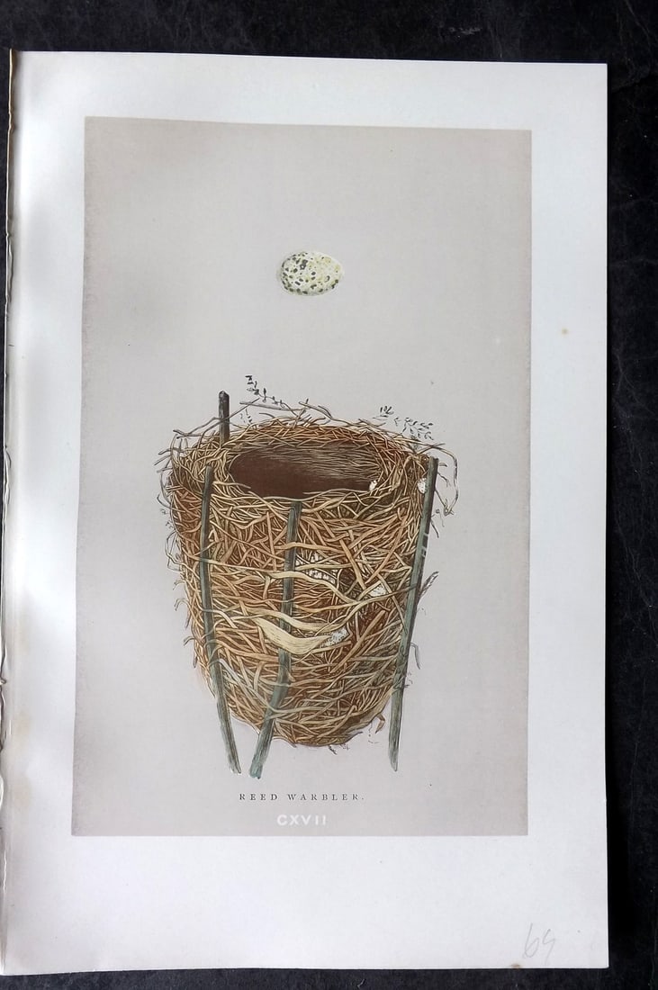 Morris, Francis 1892 Antique Bird Nest & Egg Print. Reed Warbler 117: Woodblock Published 1892, London for "A Natural History of the Nests and Eggs of British Birds" By the Rev. Francis Orpen Morris, printed Benjamin Fawcett. Paper Size: 10 x 7 nch (26 x 18cm) Good Cond