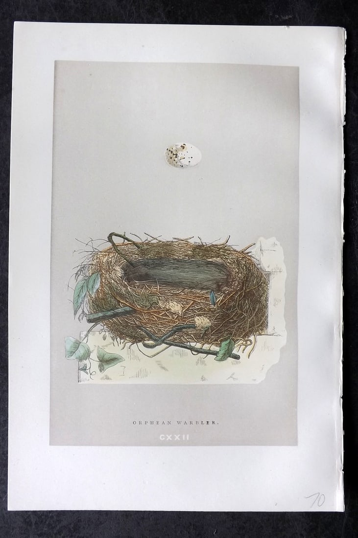 Morris, Francis 1892 Antique Bird Nest & Egg Print. Orphean Warbler 122: Woodblock Published 1892, London for "A Natural History of the Nests and Eggs of British Birds" By the Rev. Francis Orpen Morris, printed Benjamin Fawcett. Paper Size: 10 x 7 nch (26 x 18cm) Good Cond
