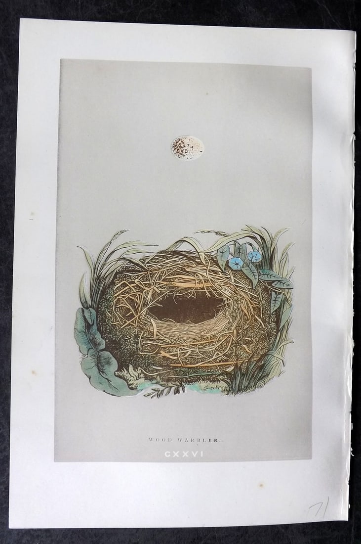 Morris, Francis 1892 Antique Bird Nest & Egg Print. Wood Warbler 126: Woodblock Published 1892, London for "A Natural History of the Nests and Eggs of British Birds" By the Rev. Francis Orpen Morris, printed Benjamin Fawcett. Paper Size: 10 x 7 nch (26 x 18cm) Good Cond