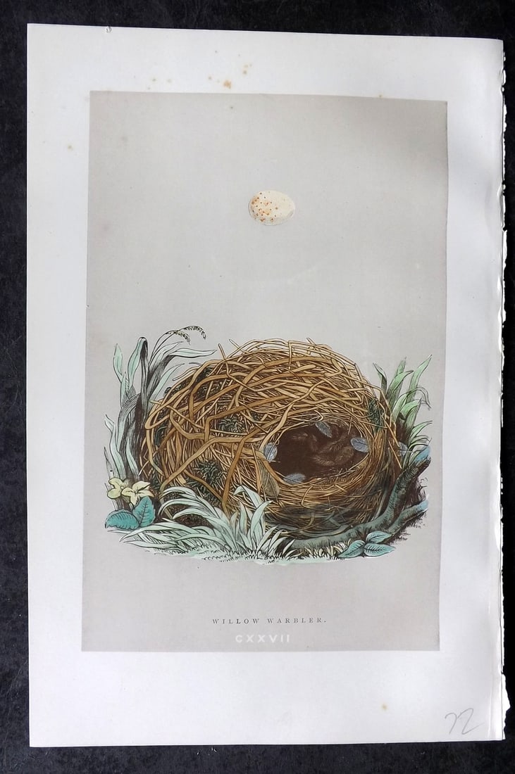 Morris, Francis 1892 Antique Bird Nest & Egg Print. Willow Warbler 127: Woodblock Published 1892, London for "A Natural History of the Nests and Eggs of British Birds" By the Rev. Francis Orpen Morris, printed Benjamin Fawcett. Paper Size: 10 x 7 nch (26 x 18cm) Very mino