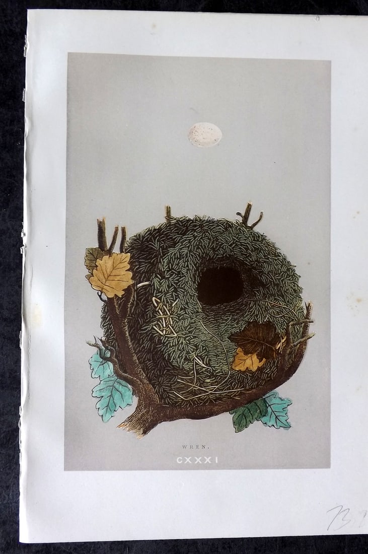 Morris, Francis 1892 Antique Bird Nest & Egg Print. Wren 131: Woodblock Published 1892, London for "A Natural History of the Nests and Eggs of British Birds" By the Rev. Francis Orpen Morris, printed Benjamin Fawcett. Paper Size: 10 x 7 nch (26 x 18cm) Good Cond