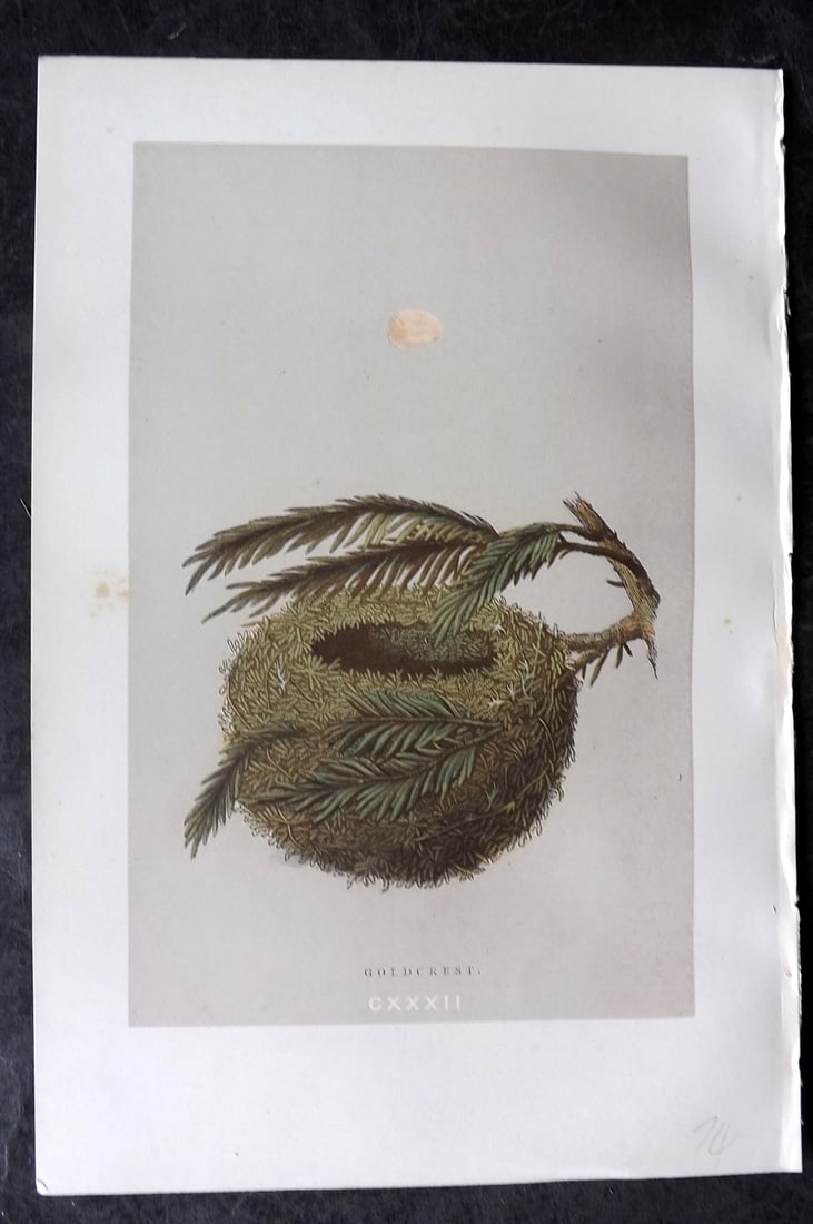 Morris, Francis 1892 Antique Bird Nest & Egg Print. Goldcrest 132: Woodblock Published 1892, London for "A Natural History of the Nests and Eggs of British Birds" By the Rev. Francis Orpen Morris, printed Benjamin Fawcett. Paper Size: 10 x 7 nch (26 x 18cm) Good Cond