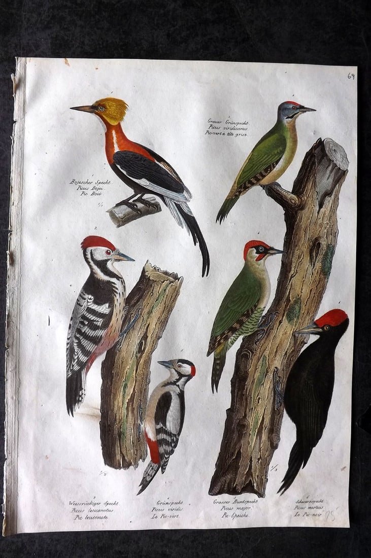 Schinz & Brodtmann 1830 Folio Hand Col Bird Print. Woodpeckers 69 (1 of 1)