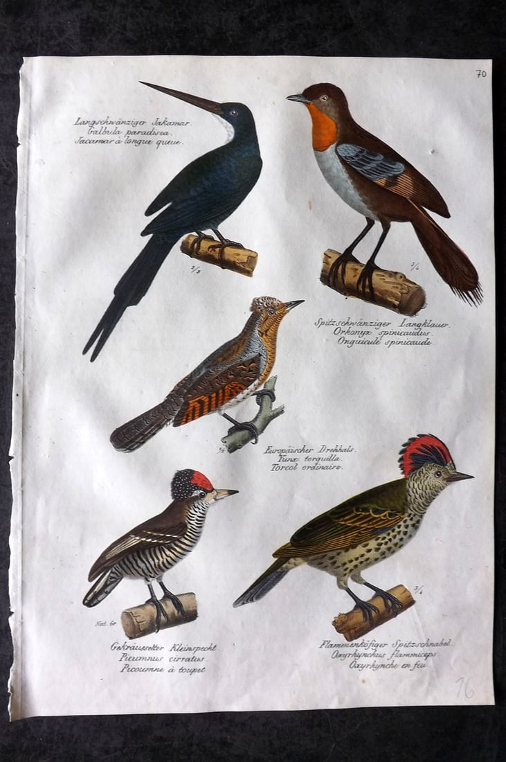 Schinz & Brodtmann 1830 Folio Hand Col Bird Print. Woodpeckers, Logrunner, Paradise Jacamar 70: Folio Hand Colored Lithograph Published 1830, Zurich for "Naturgeschichte und Abbildungen der Vogel..." by Heinrich Rudolph Schinz. Lithographed by Karl Joseph Brodtmann. Paper Size: 12 x 8.25 inch (3