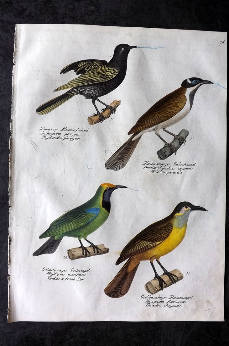 Schinz & Brodtmann 1830 Folio Hand Col Bird Print. Wattlebird (Australia) Leaf Bird etc 76: Folio Hand Colored Lithograph Published 1830, Zurich for "Naturgeschichte und Abbildungen der Vogel..." by Heinrich Rudolph Schinz. Lithographed by Karl Joseph Brodtmann. Paper Size: 12 x 8.25 inch (3