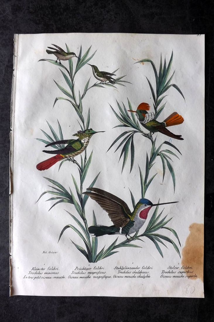 Schinz & Brodtmann 1830 Folio Hand Col Bird Print. Hummingbirds 81: Folio Hand Colored Lithograph Published 1830, Zurich for "Naturgeschichte und Abbildungen der Vogel..." by Heinrich Rudolph Schinz. Lithographed by Karl Joseph Brodtmann. Paper Size: 12 x 8.25 inch (3