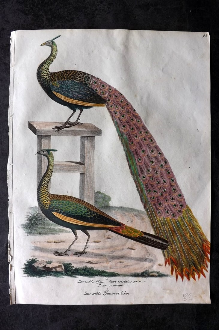 Schinz & Brodtmann 1830 Folio Hand Col Bird Print. Peacock 92 (1 of 1)