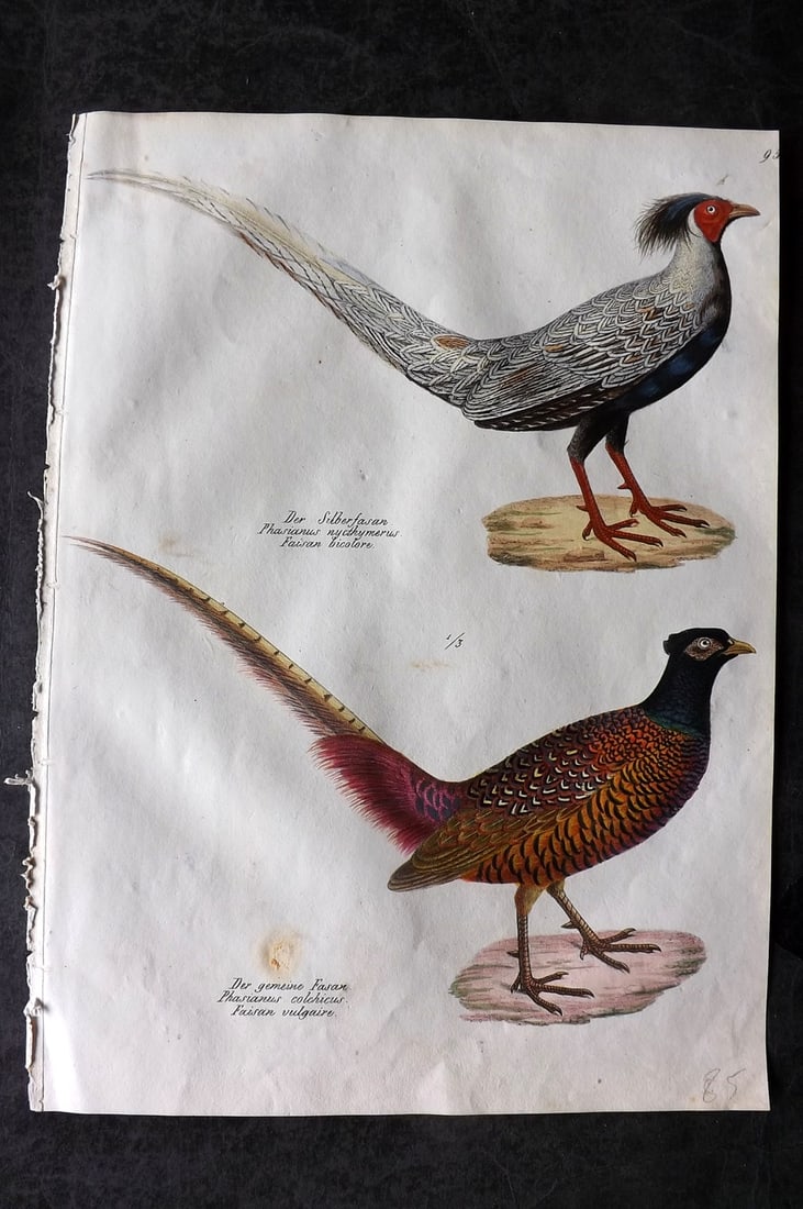 Schinz & Brodtmann 1830 Folio Hand Col Bird Print. Pheasant & Silver Pheasant 93 (1 of 1)