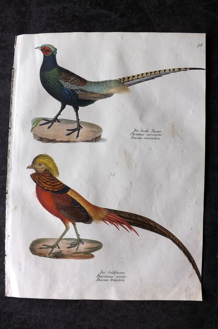 Schinz & Brodtmann 1830 Folio Hand Col Bird Print. Green & Golden Pheasant 96: Folio Hand Colored Lithograph Published 1830, Zurich for "Naturgeschichte und Abbildungen der Vogel..." by Heinrich Rudolph Schinz. Lithographed by Karl Joseph Brodtmann. Paper Size: 12 x 8.25 inch (3
