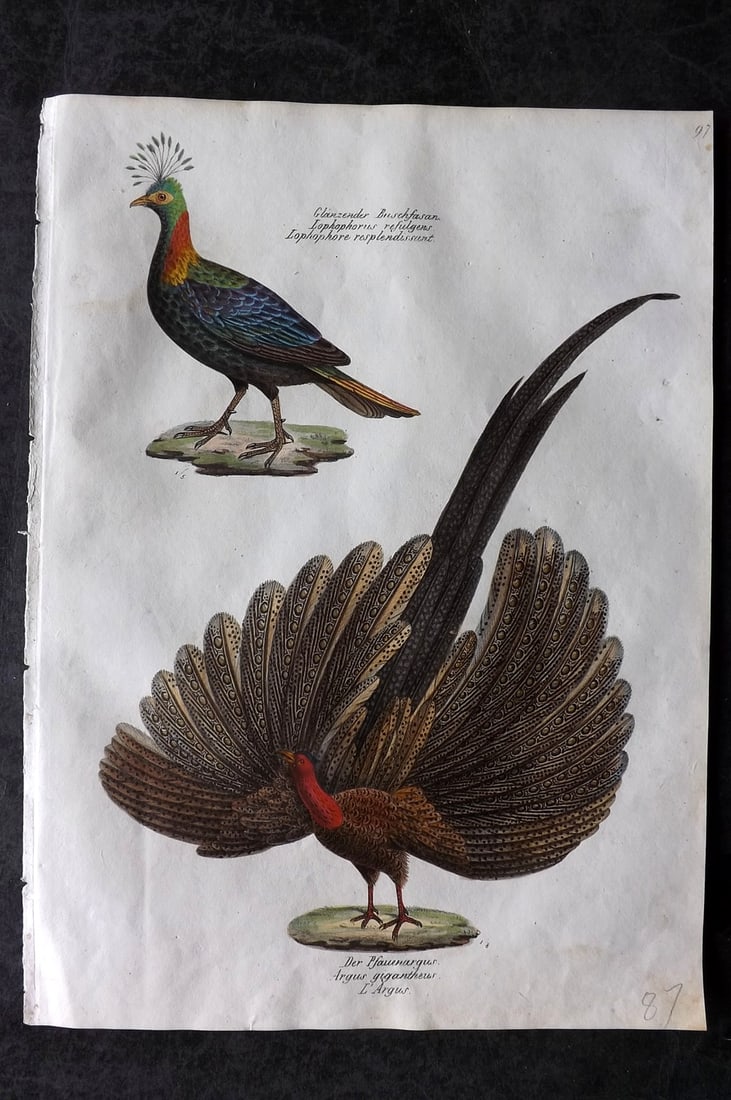Schinz & Brodtmann 1830 Folio Hand Col Bird Print. Argus Pheasant, Monal 97: Folio Hand Colored Lithograph Published 1830, Zurich for "Naturgeschichte und Abbildungen der Vogel..." by Heinrich Rudolph Schinz. Lithographed by Karl Joseph Brodtmann. Paper Size: 12 x 8.25 inch (3