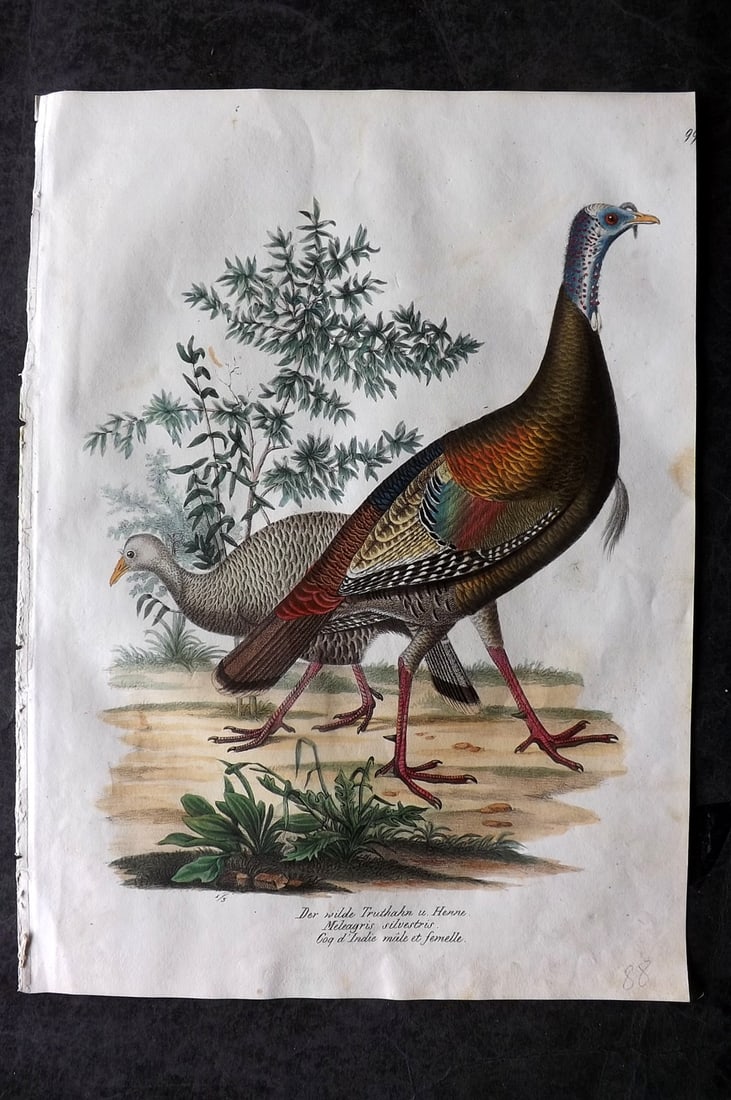 Schinz & Brodtmann 1830 Folio Hand Col Bird Print. Turkey 99: Folio Hand Colored Lithograph Published 1830, Zurich for "Naturgeschichte und Abbildungen der Vogel..." by Heinrich Rudolph Schinz. Lithographed by Karl Joseph Brodtmann. Paper Size: 12 x 8.25 inch (3