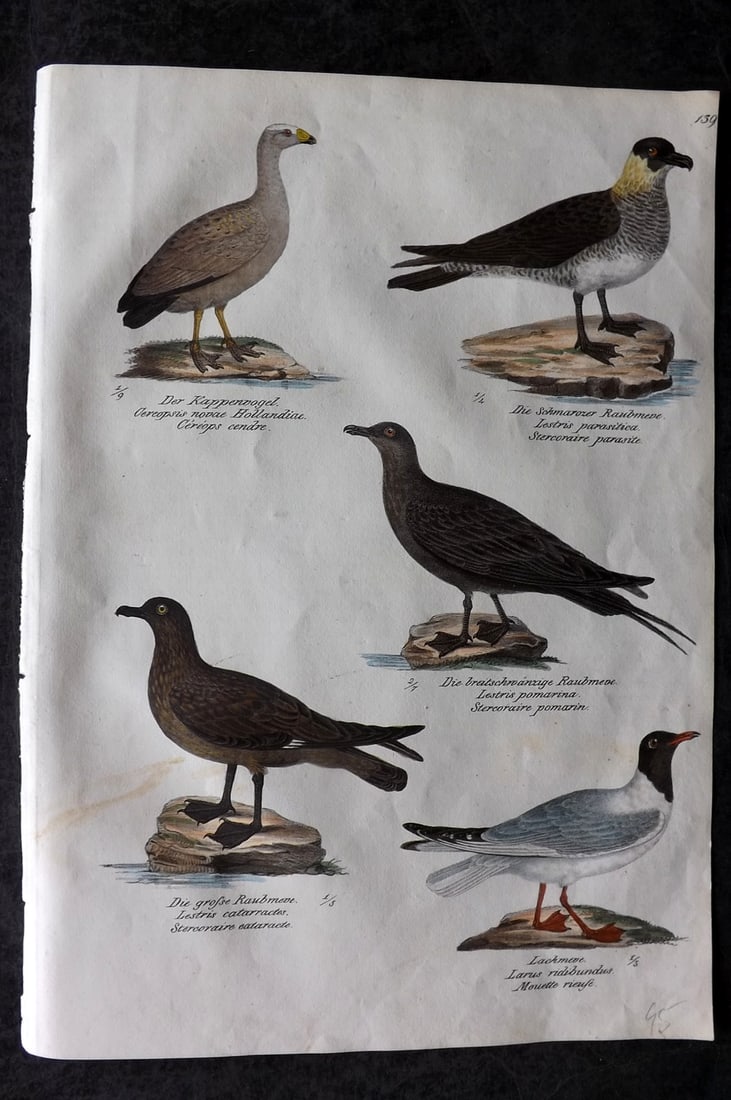 Schinz & Brodtmann 1830 Folio Hand Col Bird Print. Black-headed gull, Skua 139: Folio Hand Colored Lithograph Published 1830, Zurich for "Naturgeschichte und Abbildungen der Vogel..." by Heinrich Rudolph Schinz. Lithographed by Karl Joseph Brodtmann. Paper Size: 12 x 8.25 inch (3