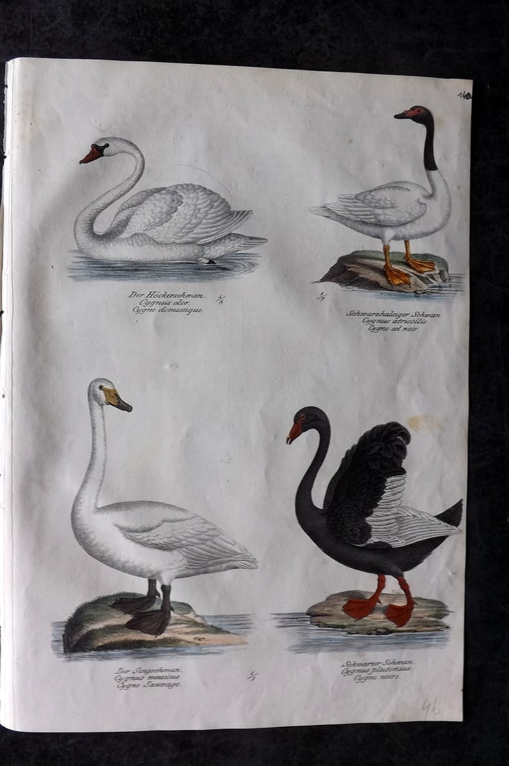 Schinz & Brodtmann 1830 Folio Hand Col Bird Print. Swans, Black Swans 140: Folio Hand Colored Lithograph Published 1830, Zurich for "Naturgeschichte und Abbildungen der Vogel..." by Heinrich Rudolph Schinz. Lithographed by Karl Joseph Brodtmann. Paper Size: 12 x 8.25 inch (3