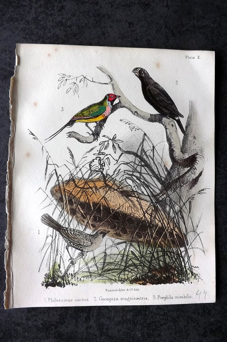 White, Adam 1865 HC Bird Print. Philetairus socius, Geospiza magnirostris, Poephila mirabilis 10 (1 of 1)