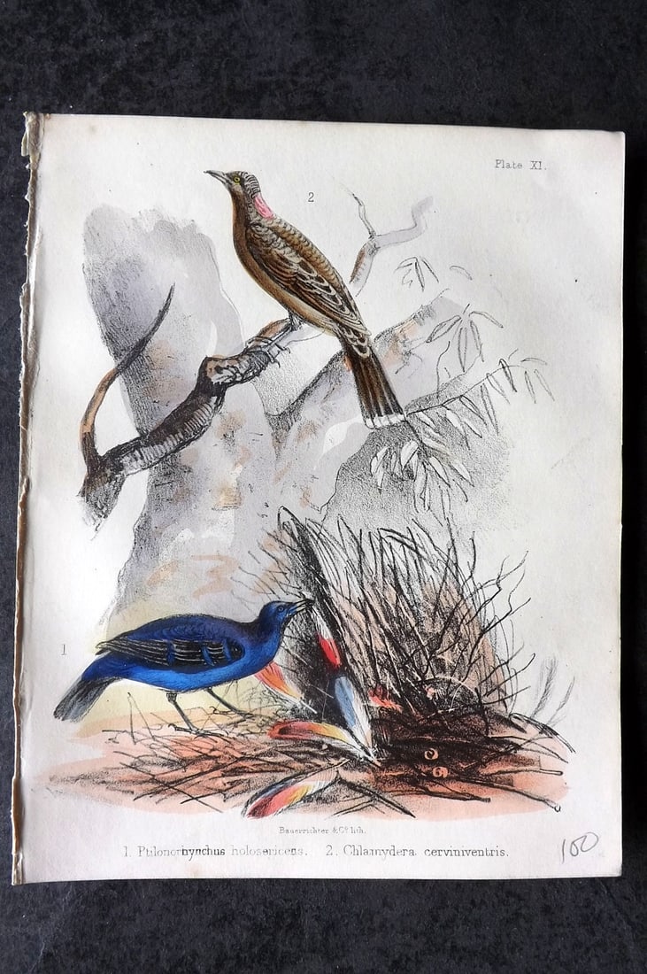 White, Adam 1865 HC Bird Print. Ptilonorhynchus holosericeus, Chlamydera cerviniventris 11 (1 of 1)