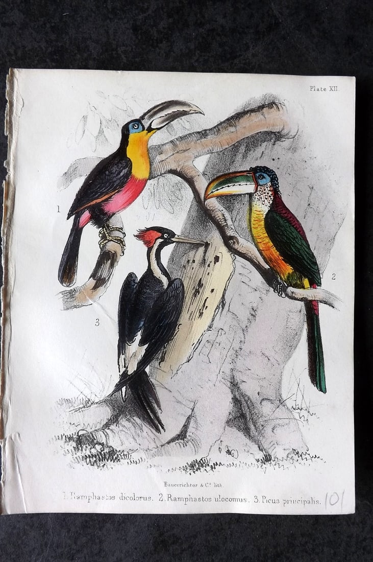 White, Adam 1865 HC Bird Print. Toucans Rhamphastos dicoloris, ulocomus, Picus principalis 12 (1 of 1)