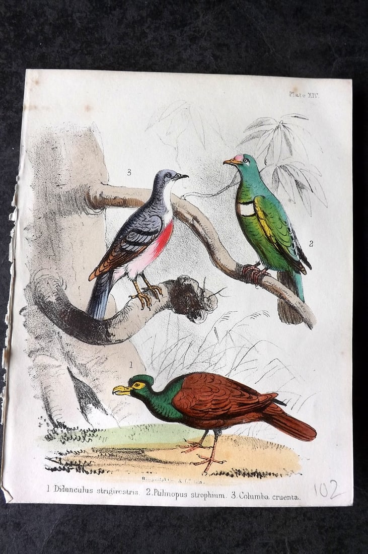 White, Adam 1865 HC Bird Print. Didunculus, Ptilinopus strophium, Columba cruenta 14 (1 of 1)