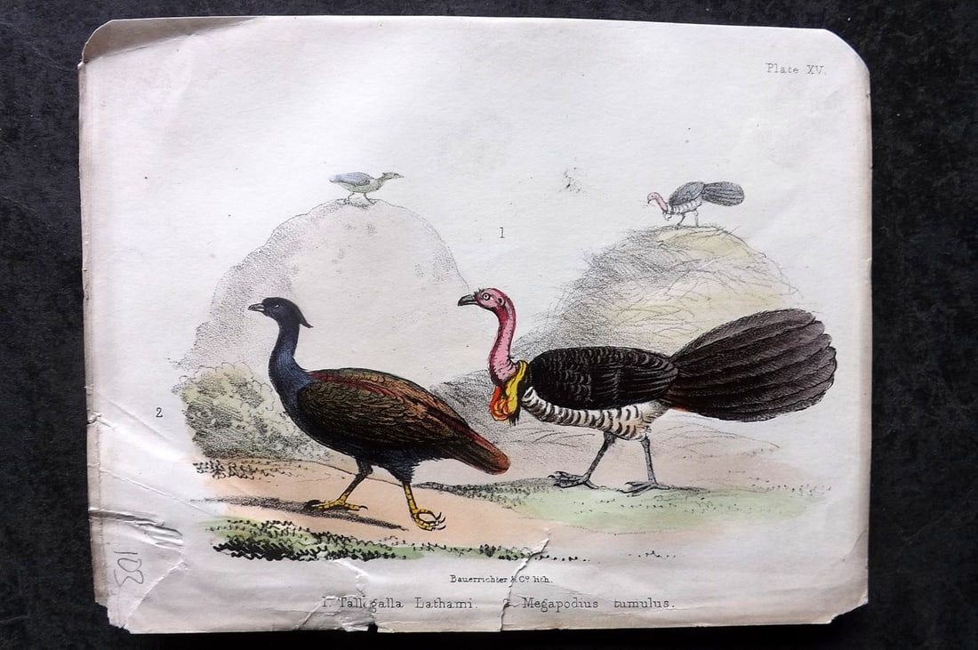 White, Adam 1865 HC Bird Print. Tallegalla Lathami, Megapodius tumulus 15 (1 of 1)
