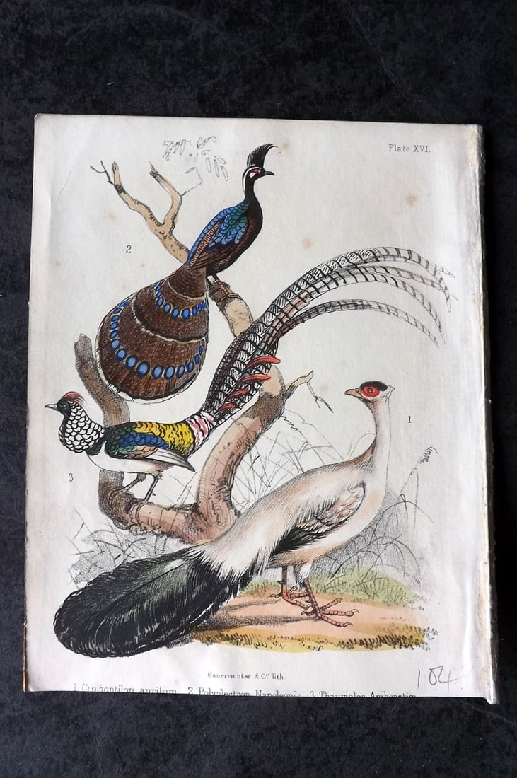 White, Adam 1865 HC Bird Print. Crossoptilon auritum, Polyplectron, Thaumalea Amherstiae 16 (1 of 1)