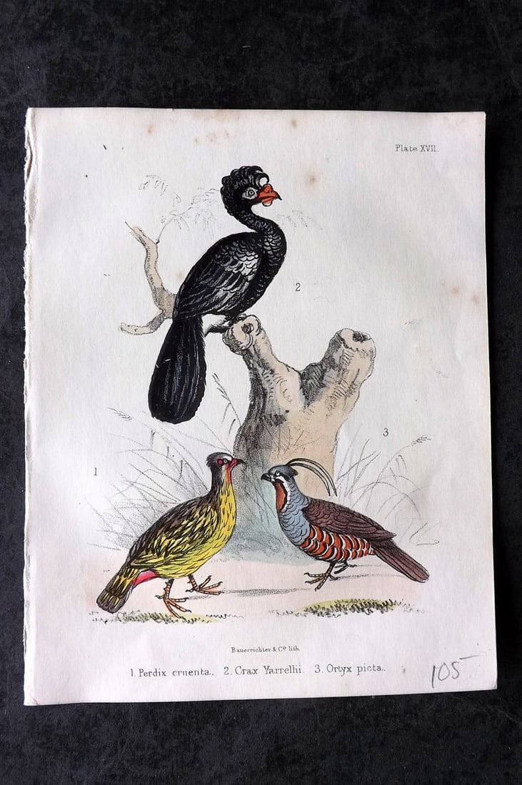 White, Adam 1865 HC Bird Print Perdix cruenta, Crax Yarrellii, Ortyx picta 17 (1 of 1)