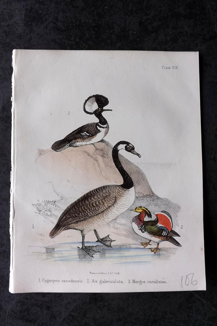White, Adam 1865 HC Bird Print. Cygnopsis Canadensis, Aix galericulata, Mergus cucullatus 19 (1 of 1)