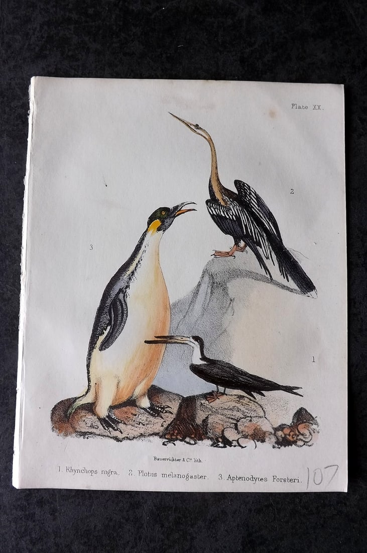 White, Adam 1865 HC Bird Print. Rhynchops nigra, Plotus melanogaster, Aptenodytes Forstere 20 (1 of 1)