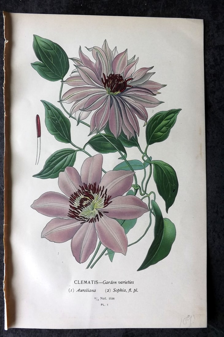 Step, Edward 1897 Antique Botanical Print. Clematis 01: Chromolithograph Published 1896-97 by Frederick Warne & Co., London for "Favourite Flowers of Garden and Greenhouse" by Edward Step and William Watson. Paper Size: 9 x 6 inch (23 x 15cm) Good Conditio