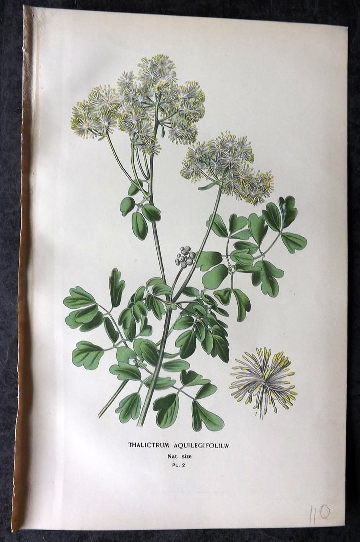 Step, Edward 1897 Antique Botanical Print. Thalictrum Aquilegifolium 02: Chromolithograph Published 1896-97 by Frederick Warne & Co., London for "Favourite Flowers of Garden and Greenhouse" by Edward Step and William Watson. Paper Size: 9 x 6 inch (23 x 15cm) Good Conditio