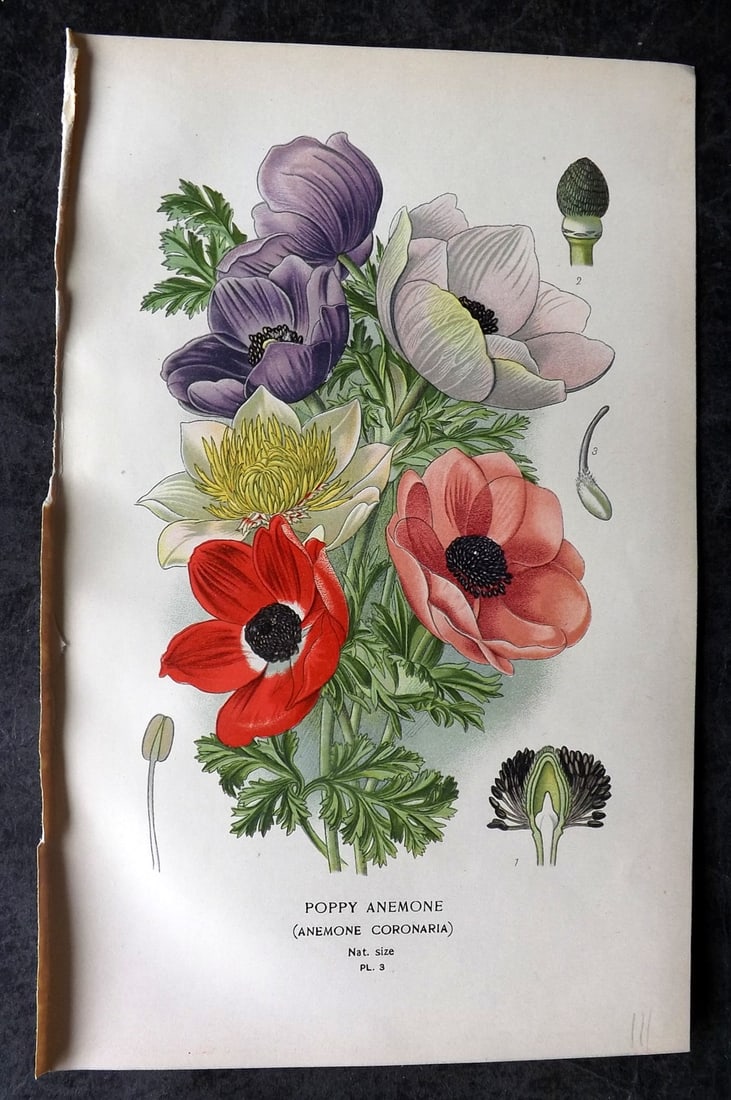 Step, Edward 1897 Antique Botanical Print. Poppy Anemone 03 (1 of 1)