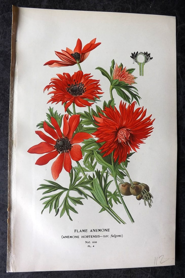 Step, Edward 1897 Antique Botanical Print. Flame Anemone 04 (1 of 1)