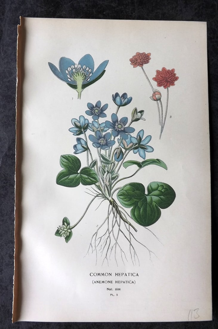 Step, Edward 1897 Antique Botanical Print. Common Hepatica 05 (1 of 1)