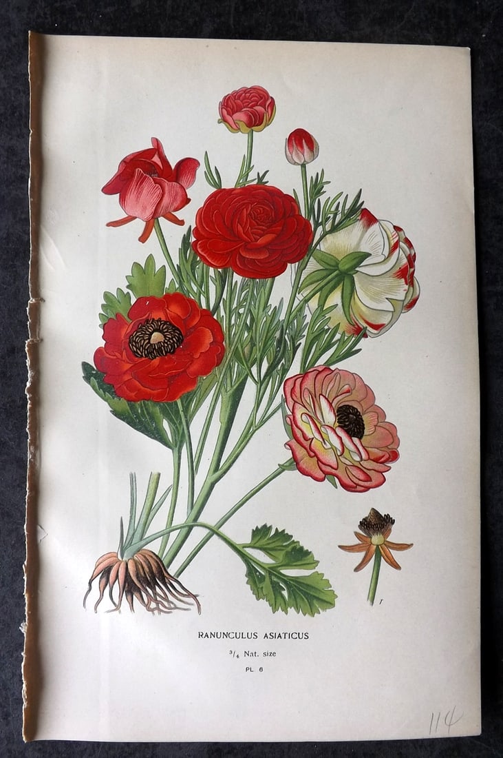 Step, Edward 1897 Antique Botanical Print. Raunculus Asiaticus 06: Chromolithograph Published 1896-97 by Frederick Warne & Co., London for "Favourite Flowers of Garden and Greenhouse" by Edward Step and William Watson. Paper Size: 9 x 6 inch (23 x 15cm) Good Conditio