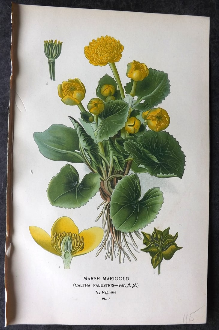 Step, Edward 1897 Antique Botanical Print. Marsh Marigold 07: Chromolithograph Published 1896-97 by Frederick Warne & Co., London for "Favourite Flowers of Garden and Greenhouse" by Edward Step and William Watson. Paper Size: 9 x 6 inch (23 x 15cm) Good Conditio