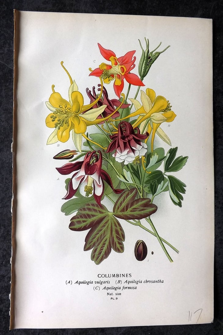 Step, Edward 1897 Antique Botanical Print. Columbines 09: Chromolithograph Published 1896-97 by Frederick Warne & Co., London for "Favourite Flowers of Garden and Greenhouse" by Edward Step and William Watson. Paper Size: 9 x 6 inch (23 x 15cm) Good Conditio