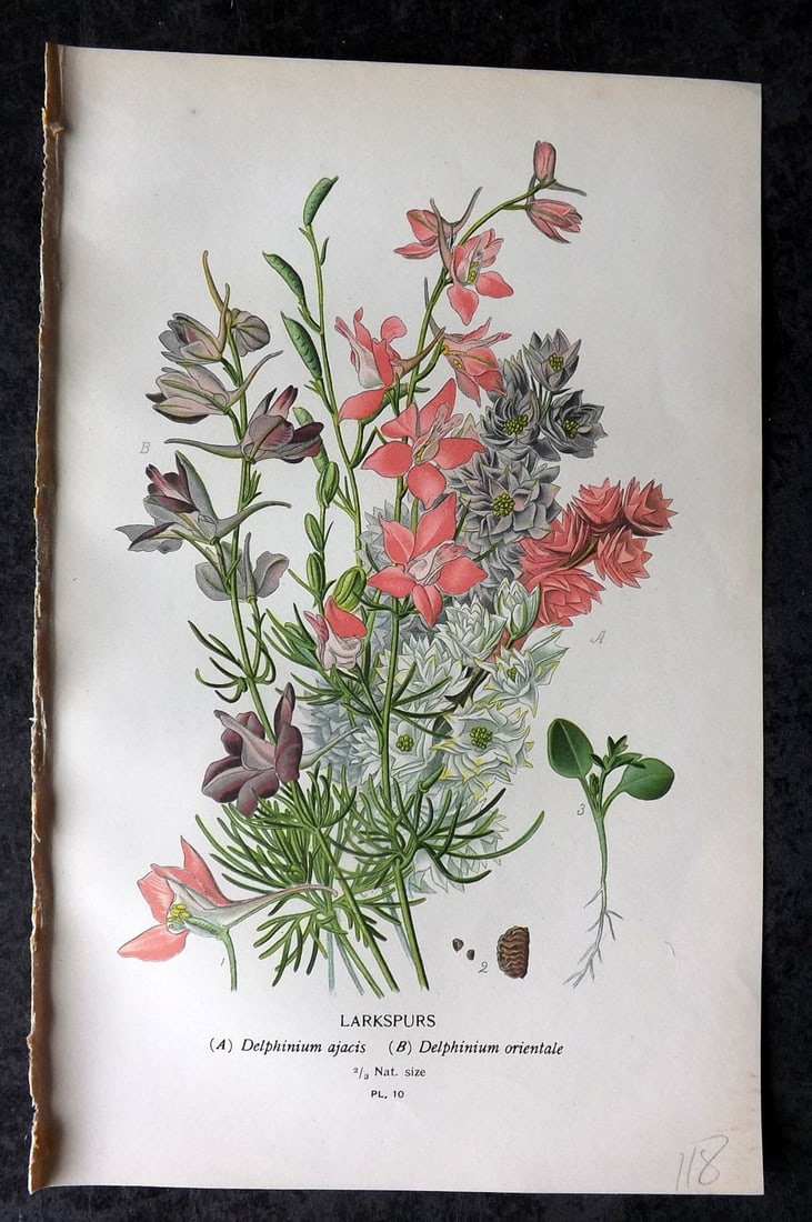 Step, Edward 1897 Antique Botanical Print. Larkspurs 10: Chromolithograph Published 1896-97 by Frederick Warne & Co., London for "Favourite Flowers of Garden and Greenhouse" by Edward Step and William Watson. Paper Size: 9 x 6 inch (23 x 15cm) Good Conditio