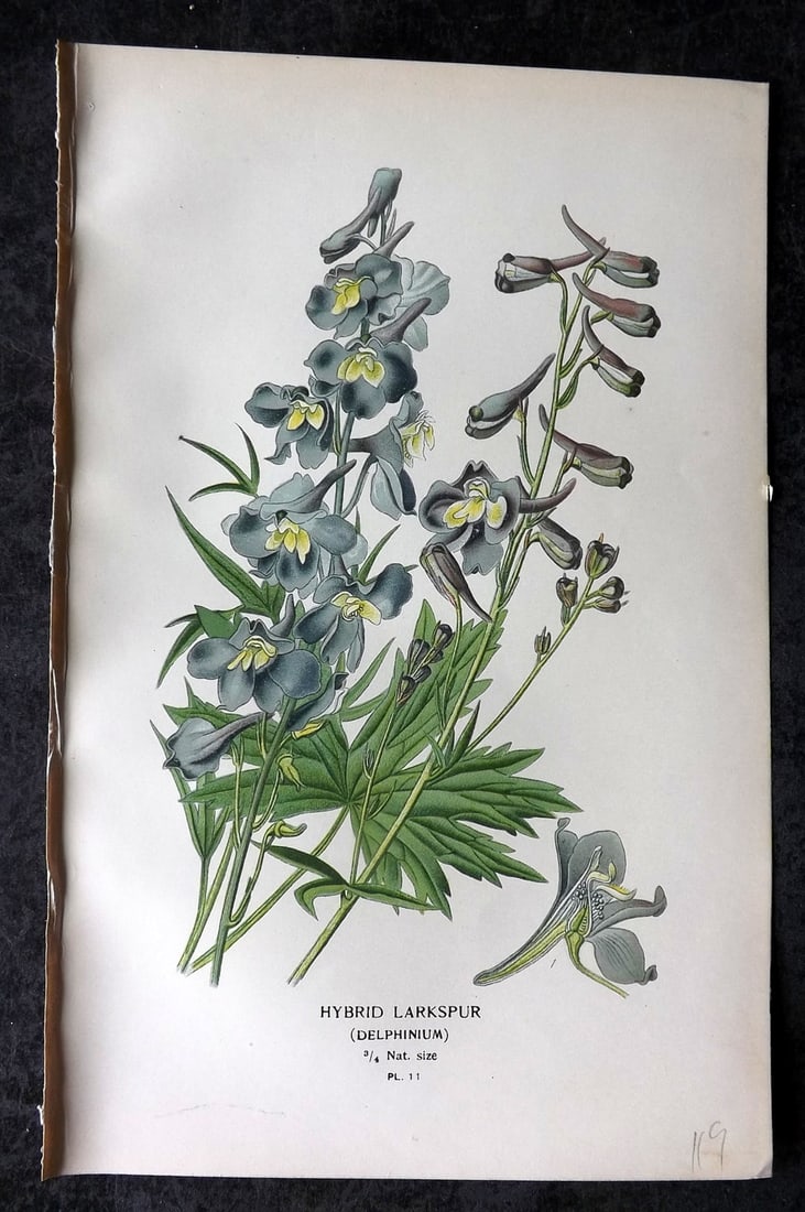 Step, Edward 1897 Antique Botanical Print. Hybrid Larkspurs 11: Chromolithograph Published 1896-97 by Frederick Warne & Co., London for "Favourite Flowers of Garden and Greenhouse" by Edward Step and William Watson. Paper Size: 9 x 6 inch (23 x 15cm) Good Conditio
