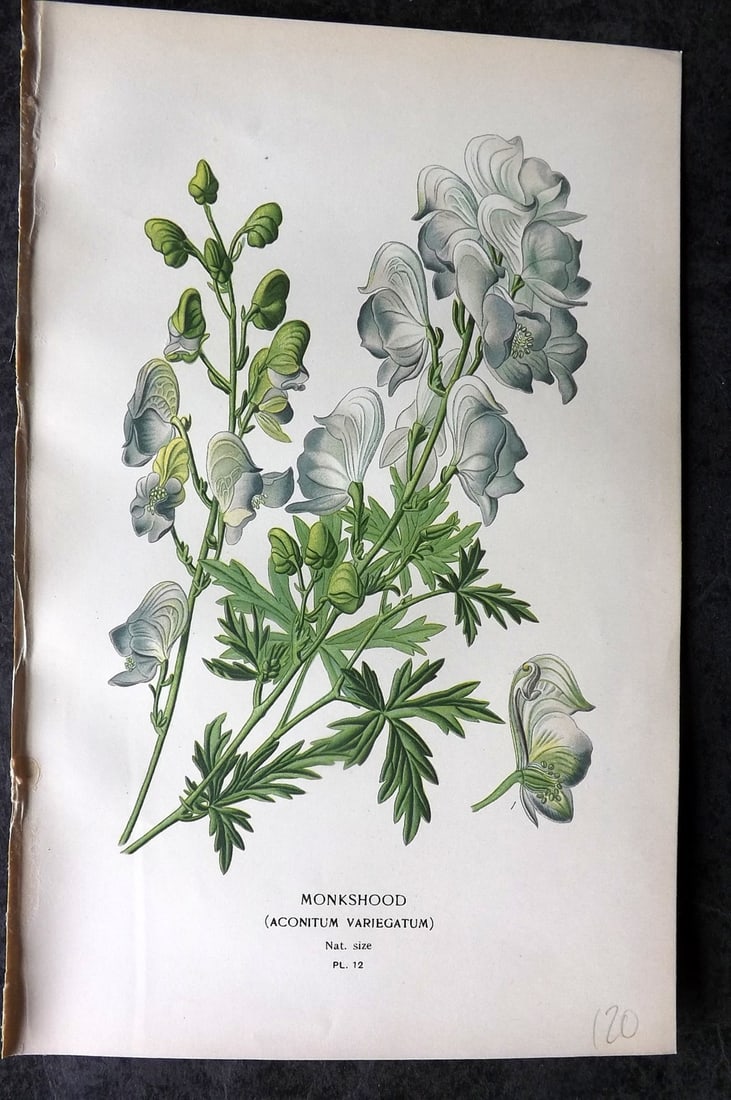Step, Edward 1897 Antique Botanical Print. Monkshood 12: Chromolithograph Published 1896-97 by Frederick Warne & Co., London for "Favourite Flowers of Garden and Greenhouse" by Edward Step and William Watson. Paper Size: 9 x 6 inch (23 x 15cm) Good Conditio