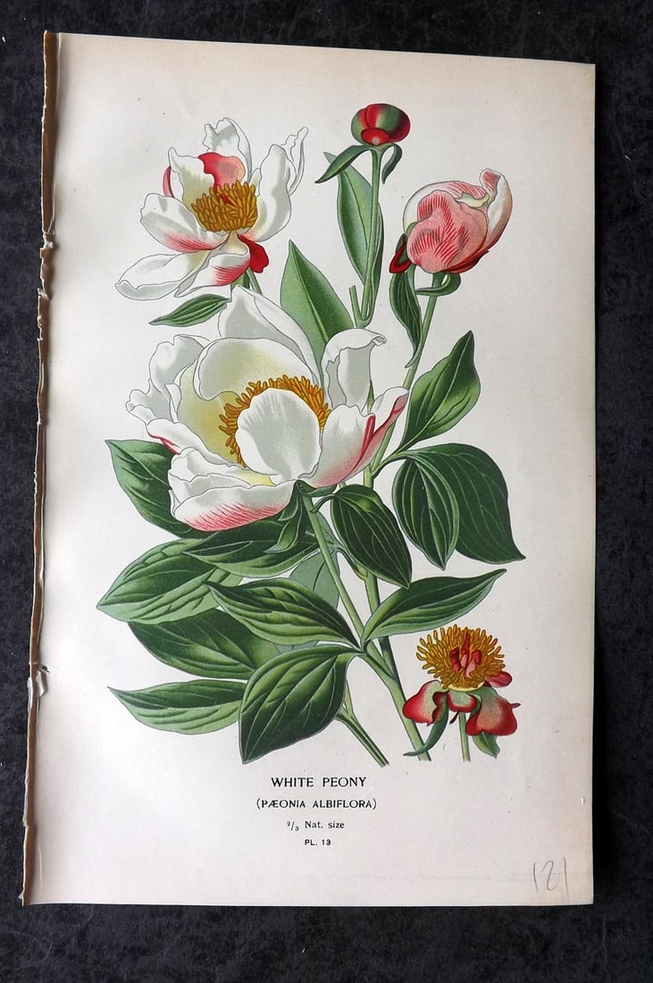 Step, Edward 1897 Antique Botanical Print. White Peony 13 (1 of 1)