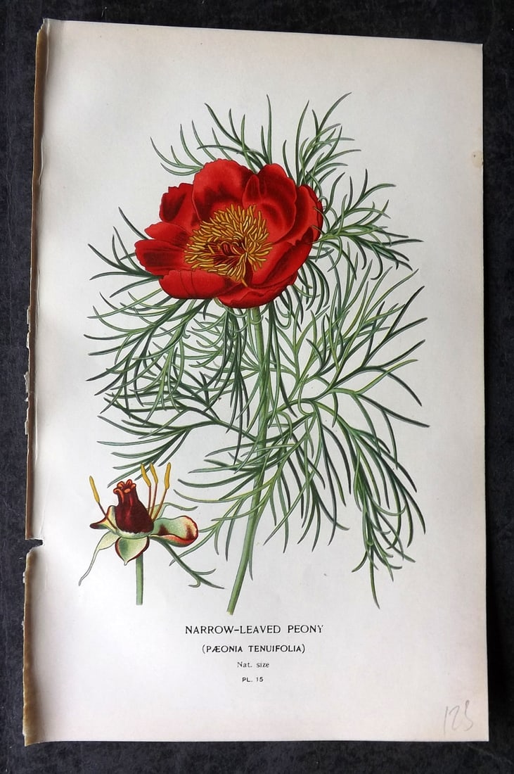 Step, Edward 1897 Antique Botanical Print. Narrow Leaved Peony 15 (1 of 1)