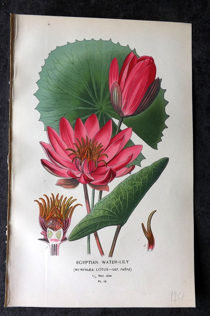 Step, Edward 1897 Antique Botanical Print. Egyptian Water Lily 16: Chromolithograph Published 1896-97 by Frederick Warne & Co., London for "Favourite Flowers of Garden and Greenhouse" by Edward Step and William Watson. Paper Size: 9 x 6 inch (23 x 15cm) Good Conditio
